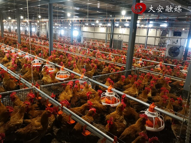 2025肉鸡全产业链  (2).jpg