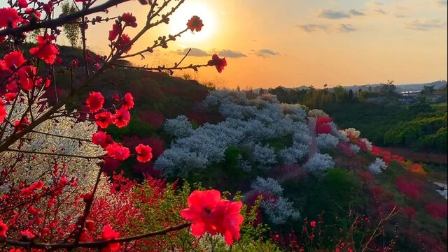 桃花 (2).JPG设为缩略图设为缩略图